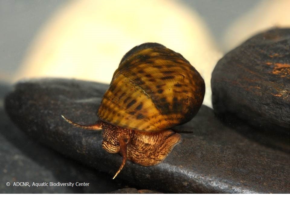 Photo Gallery Snails H2O Alabama